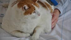 Meow, the -pound cat who made appearances on Today and Anderson Cooper as he struggled to pare off the pounds, died this weekend, the Santa Fe Animal Shelter  Humane Society announced Monday